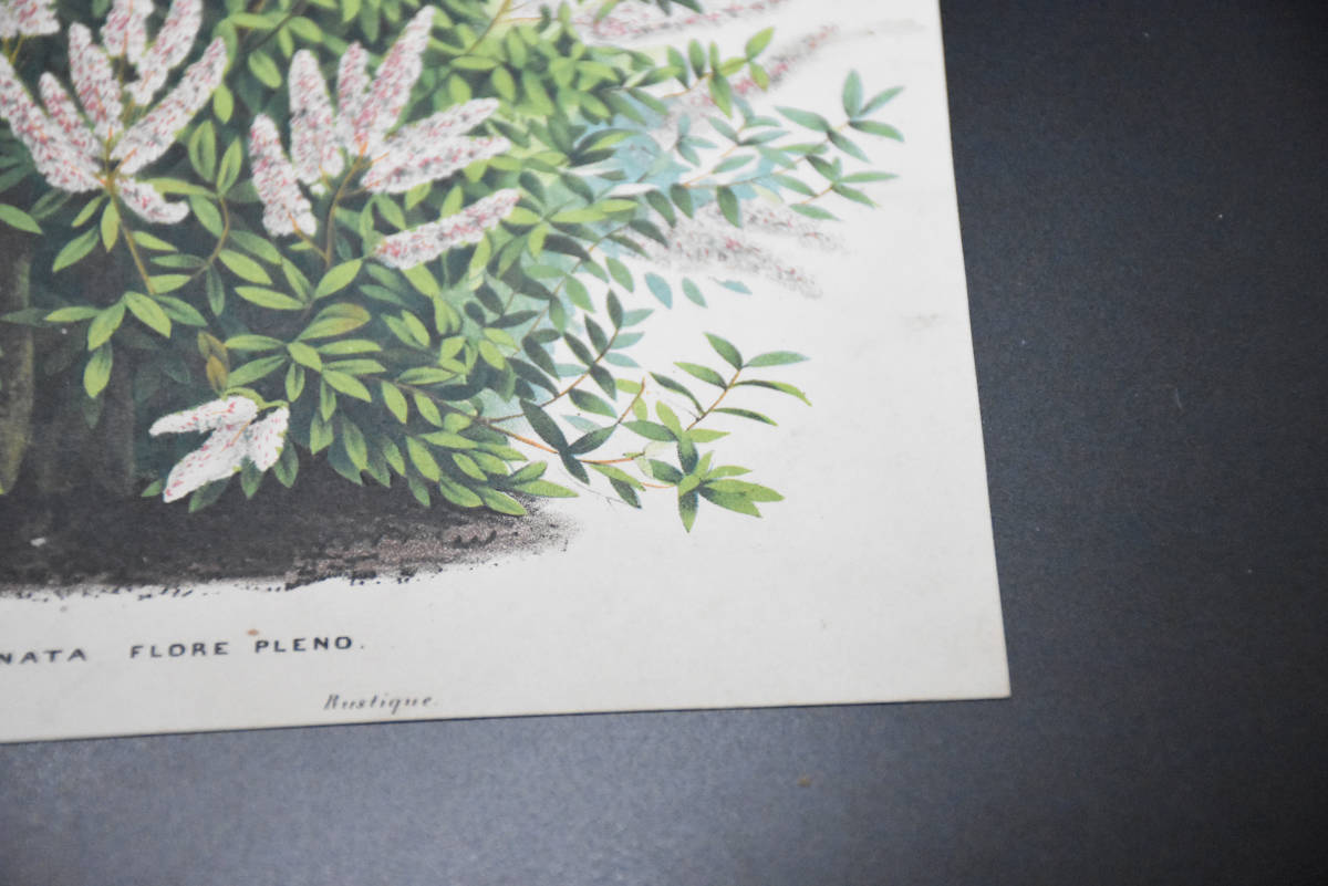 フランスアンティーク 博物画 植物画『DEUTZIA CRENATA FLORE PLENO』 多色刷り石版画　ボタニカルアート_画像6