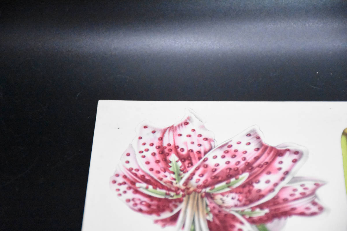 フランスアンティーク 博物画 植物画『LILIUM　SPECIOSUM　RUBRUM　ユリ　』 多色刷り石版画　ボタニカルアート_画像3