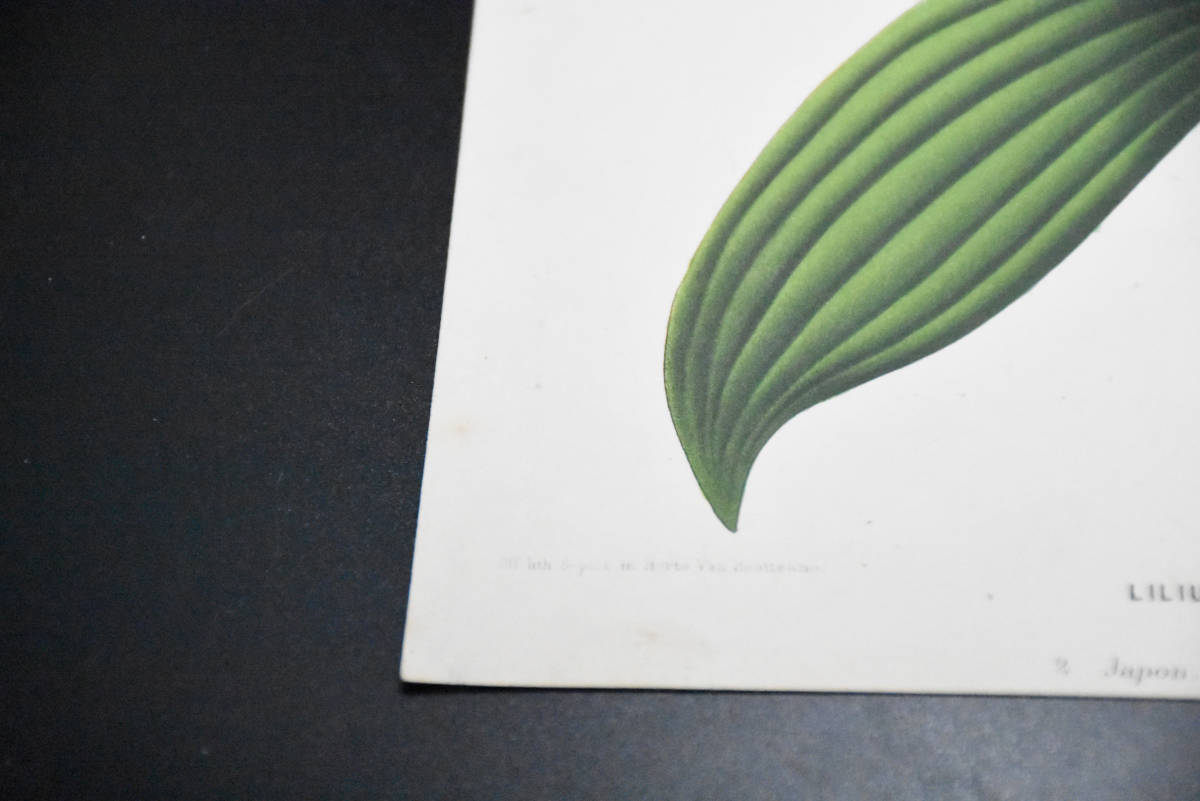 フランスアンティーク 博物画 植物画『LILIUM　SPECIOSUM　RUBRUM　ユリ　』 多色刷り石版画　ボタニカルアート_画像5