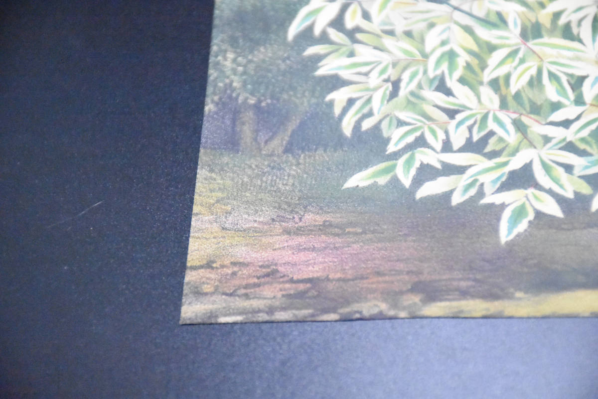 フランスアンティーク 博物画 植物画『※植物名記載なし　木　葉』 多色刷り石版画　ボタニカルアート_画像5