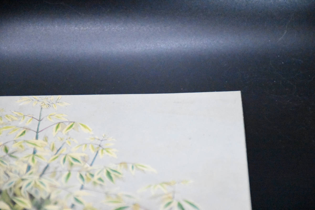 フランスアンティーク 博物画 植物画『※植物名記載なし　木　葉』 多色刷り石版画　ボタニカルアート_画像4