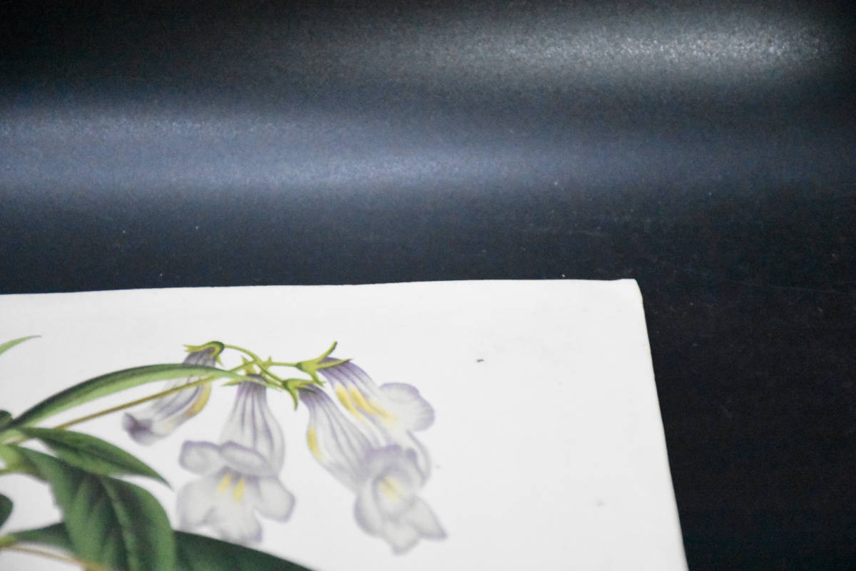 フランスアンティーク 博物画 植物画『LYSIONOTUS　TERNIFOLIA』 多色刷り石版画　ボタニカルアート_画像4
