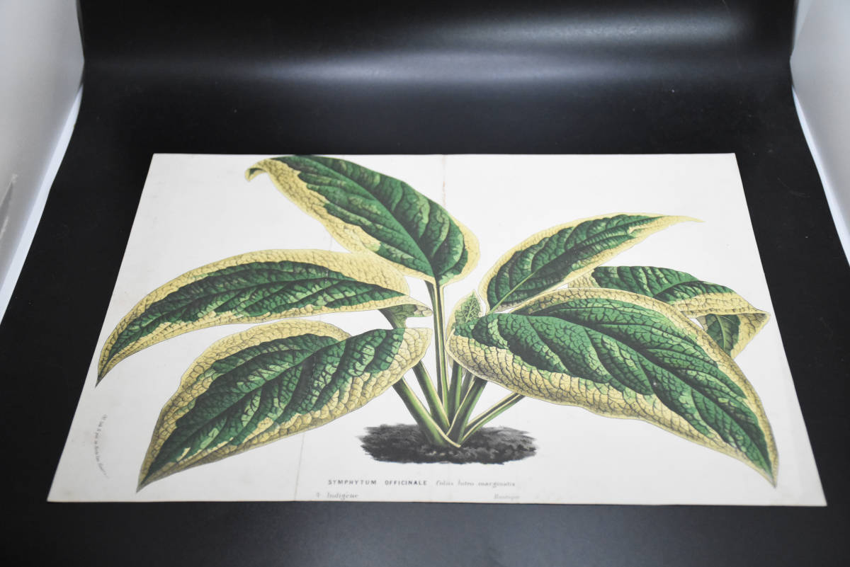 フランスアンティーク 博物画 植物画『SYMPHYTUM　OFFICINALE』 多色刷り石版画　ボタニカルアート_画像2