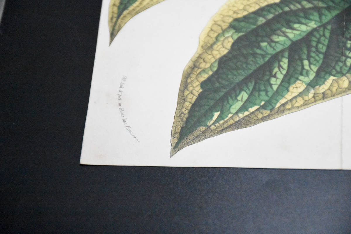 フランスアンティーク 博物画 植物画『SYMPHYTUM　OFFICINALE』 多色刷り石版画　ボタニカルアート_画像5
