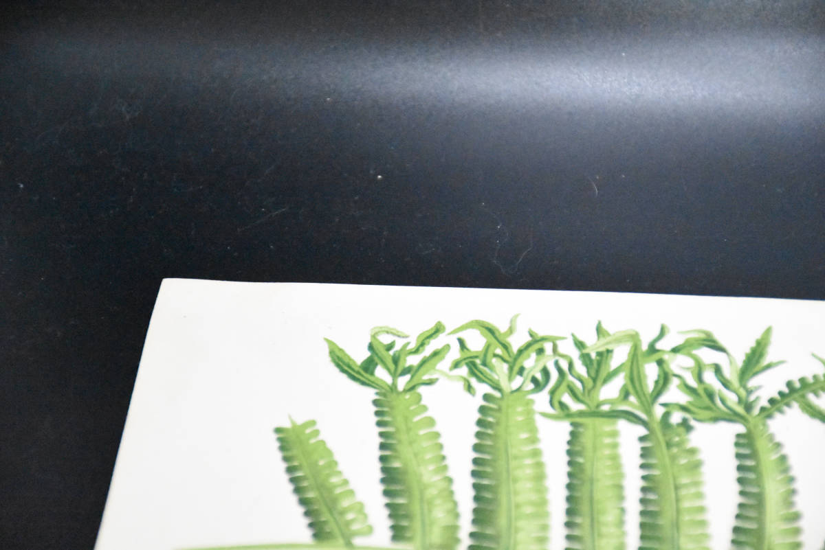 フランスアンティーク 博物画 植物画『LASTRAA　RICHARDSI MULTIFIDA』 多色刷り石版画　ボタニカルアート_画像3