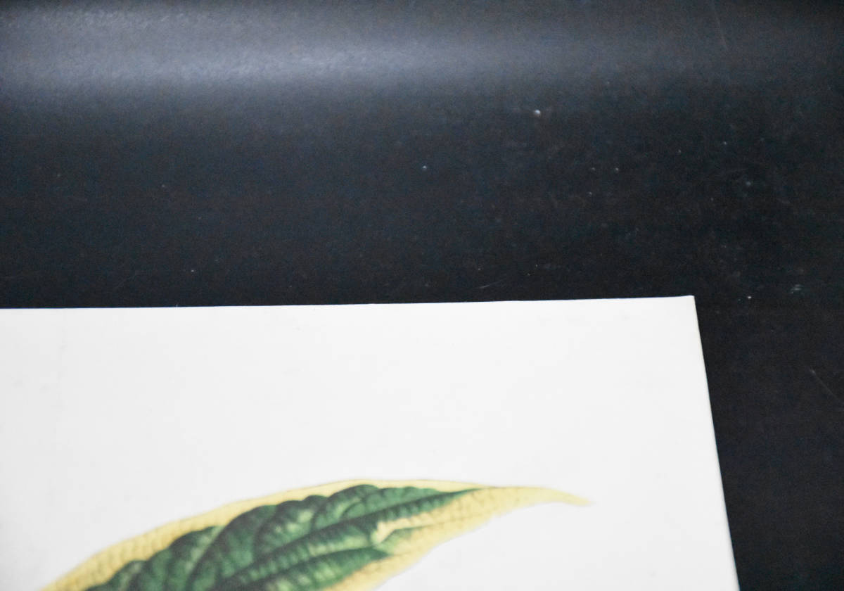 フランスアンティーク 博物画 植物画『SYMPHYTUM　OFFICINALE』 多色刷り石版画　ボタニカルアート_画像4