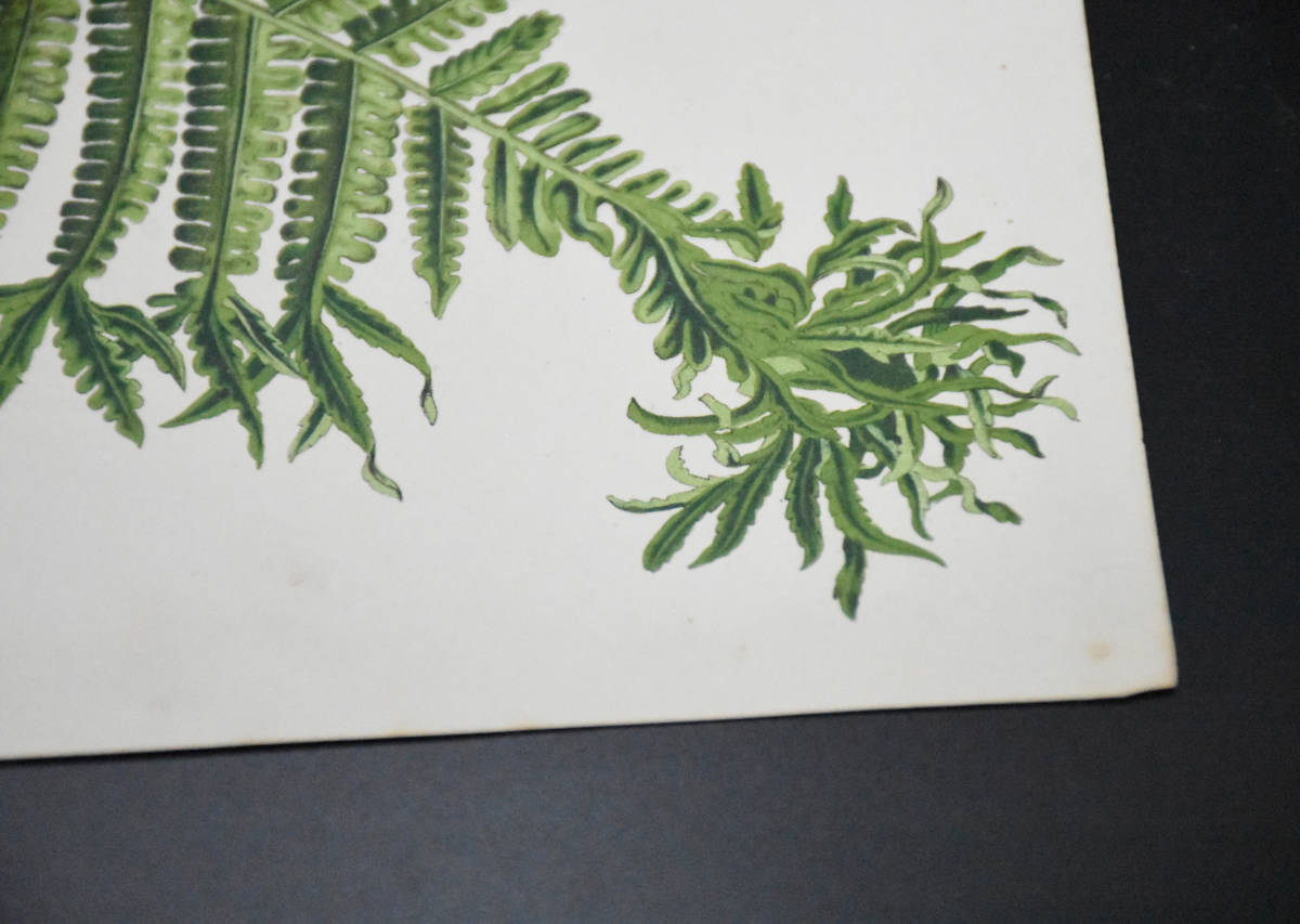 フランスアンティーク 博物画 植物画『LASTRAA　RICHARDSI MULTIFIDA』 多色刷り石版画　ボタニカルアート_画像6