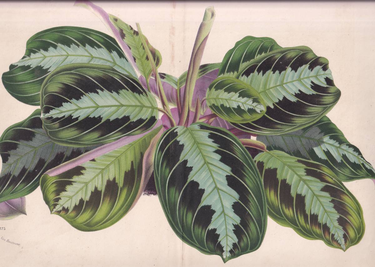 フランスアンティーク 博物画 植物画『MARANTA　MASSANGERANA』 多色刷り石版画　ボタニカルアート