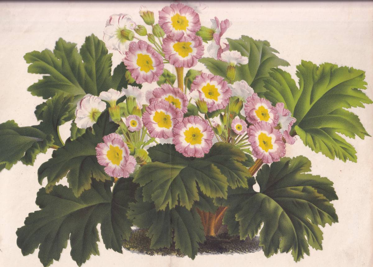 フランスアンティーク 博物画 植物画『PRImula SINEMSIS QUADRICOLOR』 多色刷り石版画　ボタニカルアート