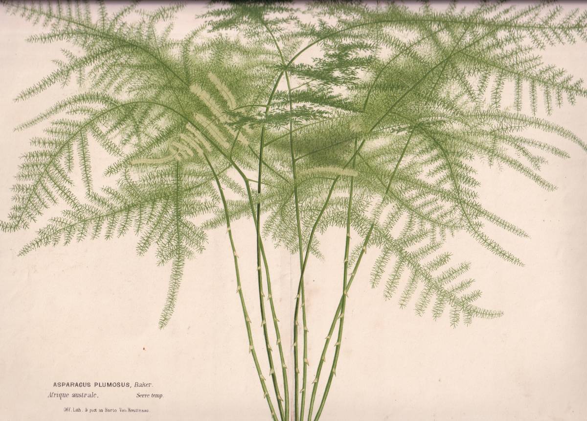 フランスアンティーク 博物画 植物画『ASPARAGUS PLUMOSUS　アスパラガス』 多色刷り石版画　ボタニカルアート