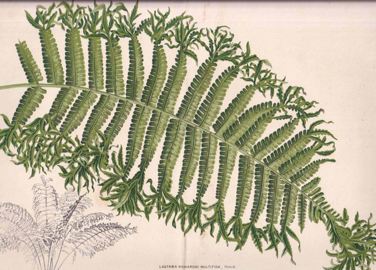 フランスアンティーク 博物画 植物画『LASTRAA　RICHARDSI MULTIFIDA』 多色刷り石版画　ボタニカルアート_画像1