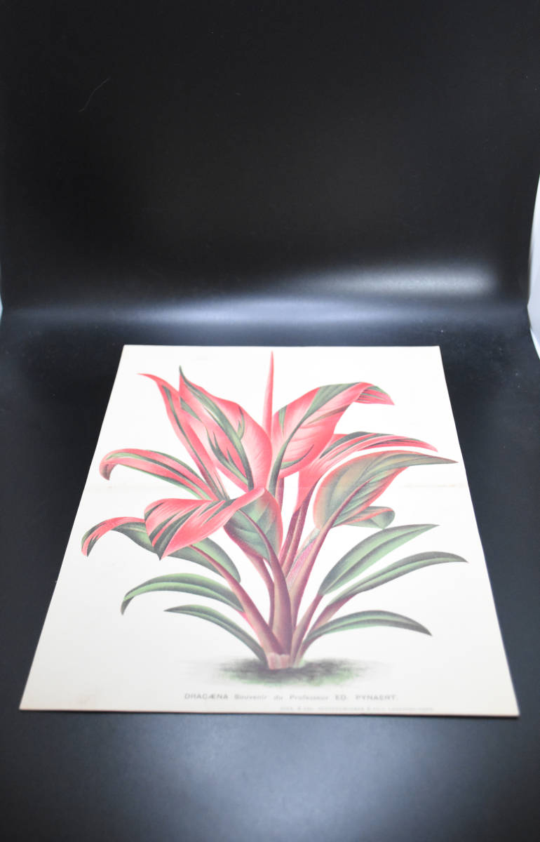 フランスアンティーク 博物画 植物画『DRACAENA』 多色刷り石版画　ボタニカルアート_画像2
