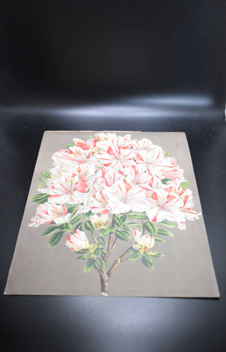 フランスアンティーク 博物画 植物画『AZALEA　INDICA　PONCTULATA　アザレア』 多色刷り石版画　ボタニカルアート_画像2