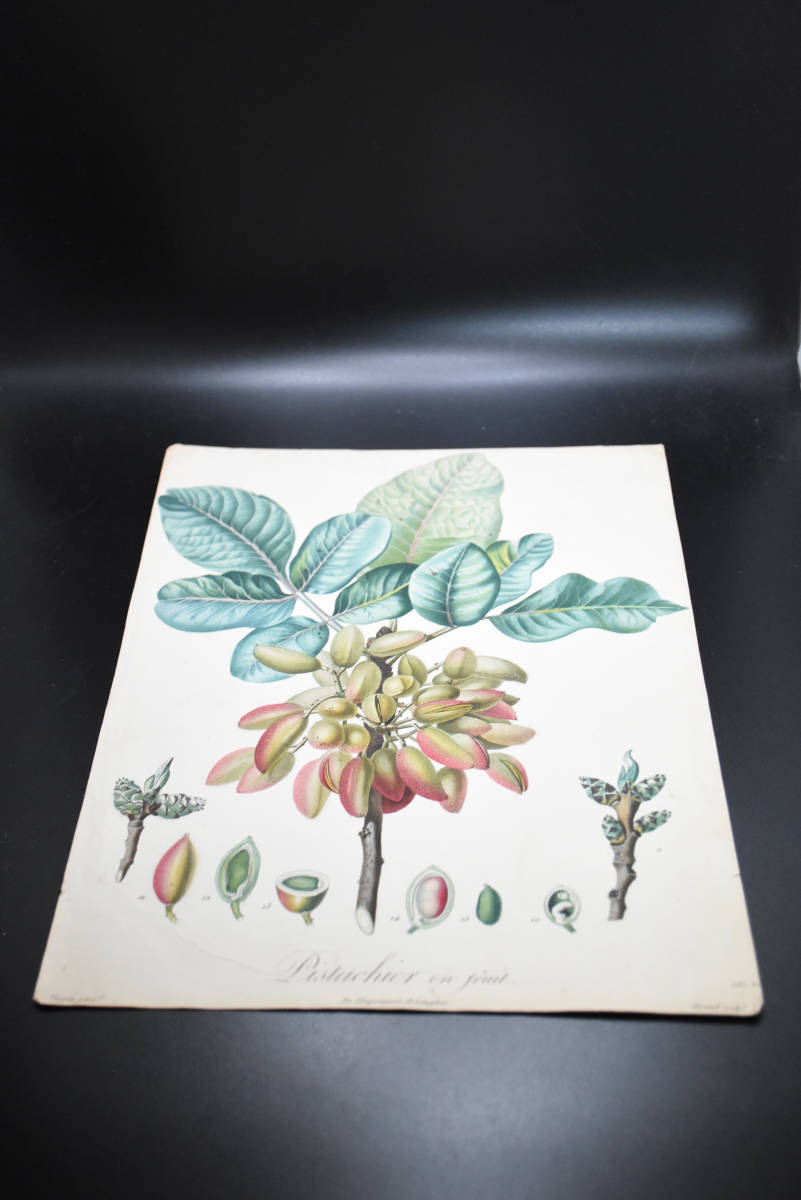 フランスアンティーク 博物画 植物画『Distachier eｍ Sruit』 多色刷り石版画　ボタニカルアート_画像2