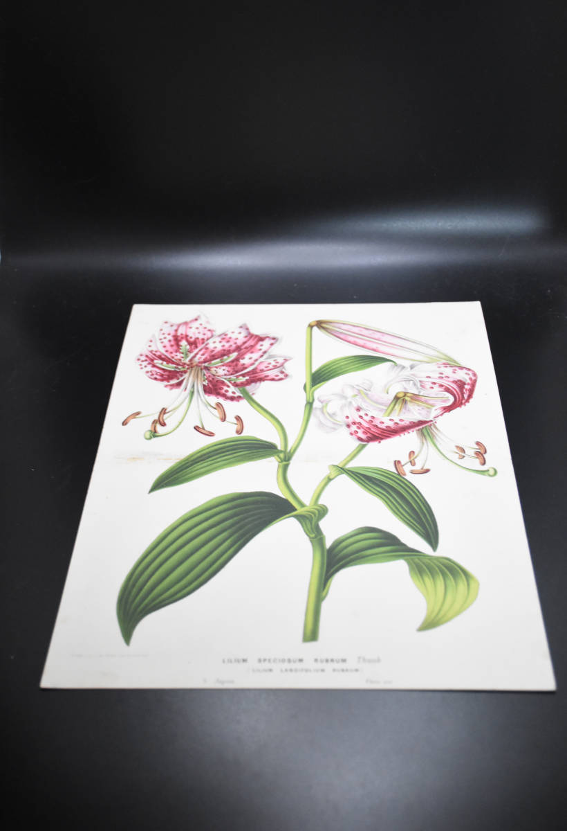 フランスアンティーク 博物画 植物画『LILIUM　SPECIOSUM　RUBRUM　ユリ　』 多色刷り石版画　ボタニカルアート_画像2