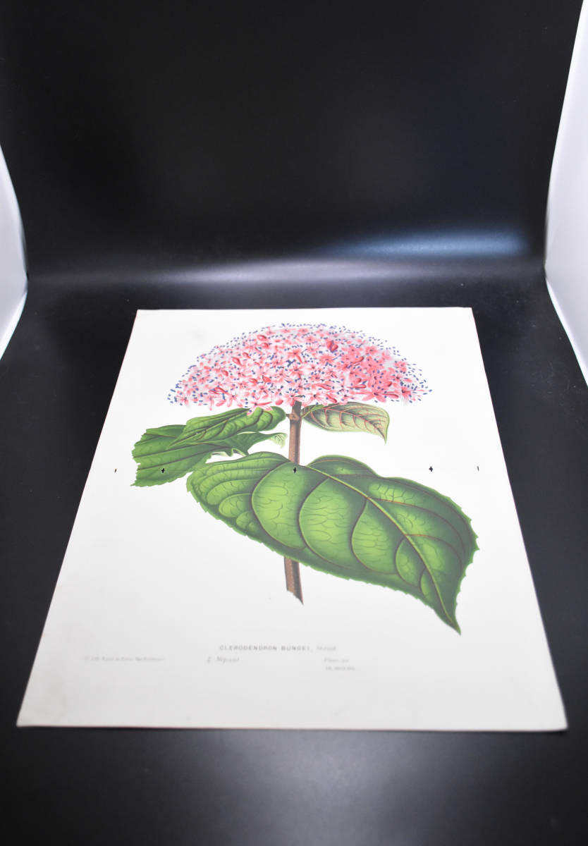 フランスアンティーク 博物画 植物画『CLERODENDRON　BUNGEI　』 多色刷り石版画　ボタニカルアート_画像2