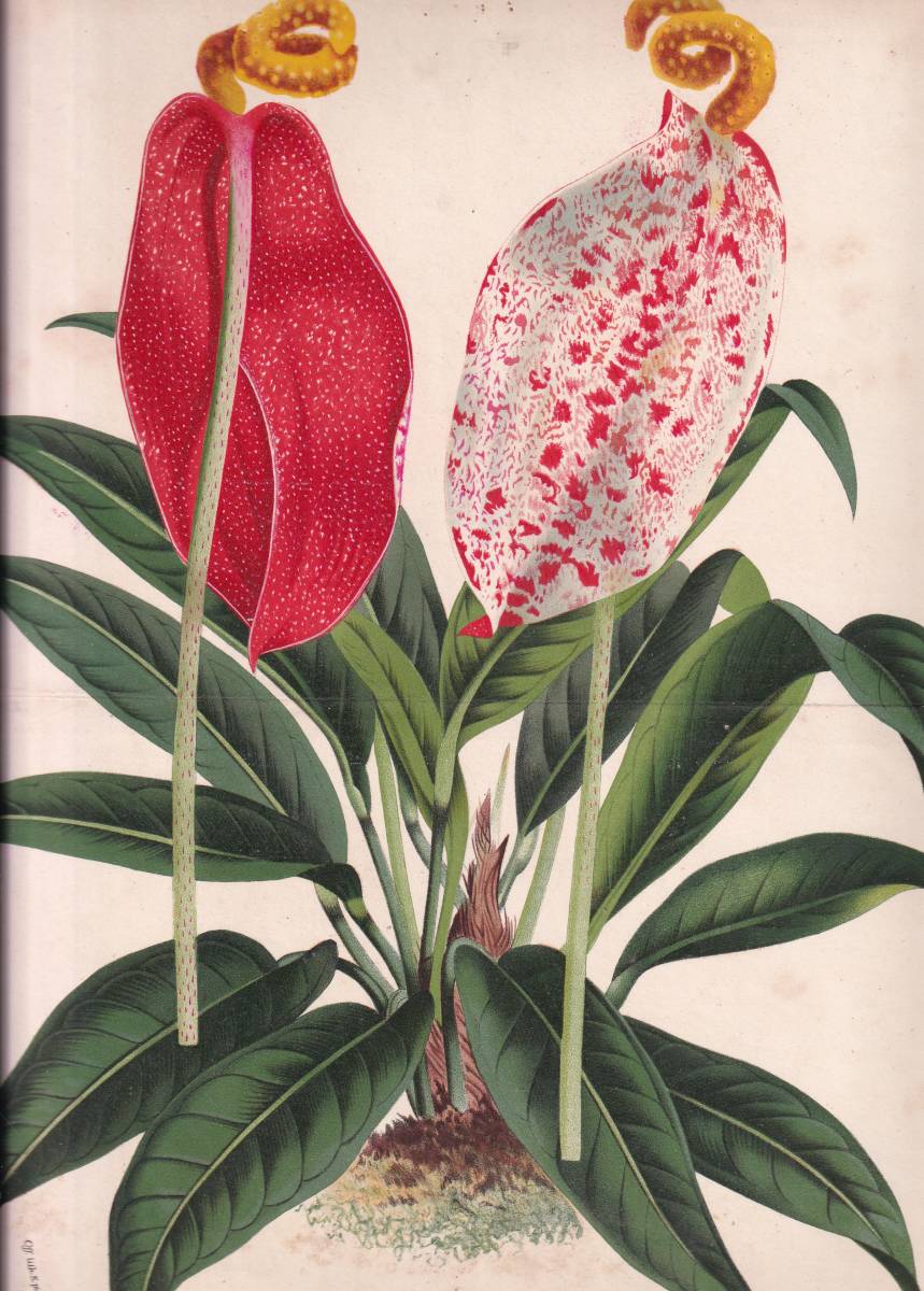 フランスアンティーク 博物画 植物画『ANTHURIUM　ANDEGAVENSE　アンセリウム』 多色刷り石版画　ボタニカルアート