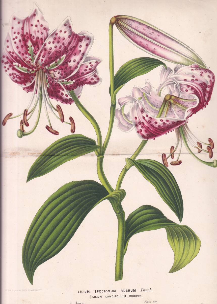 フランスアンティーク 博物画 植物画『LILIUM　SPECIOSUM　RUBRUM　ユリ　』 多色刷り石版画　ボタニカルアート_画像1