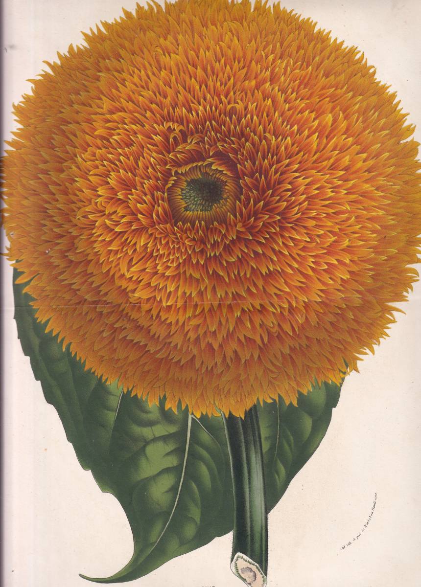 フランスアンティーク 博物画 植物画『HELIANTHUS CALIFORNICUS INSICNIS』 多色刷り石版画　ボタニカルアート