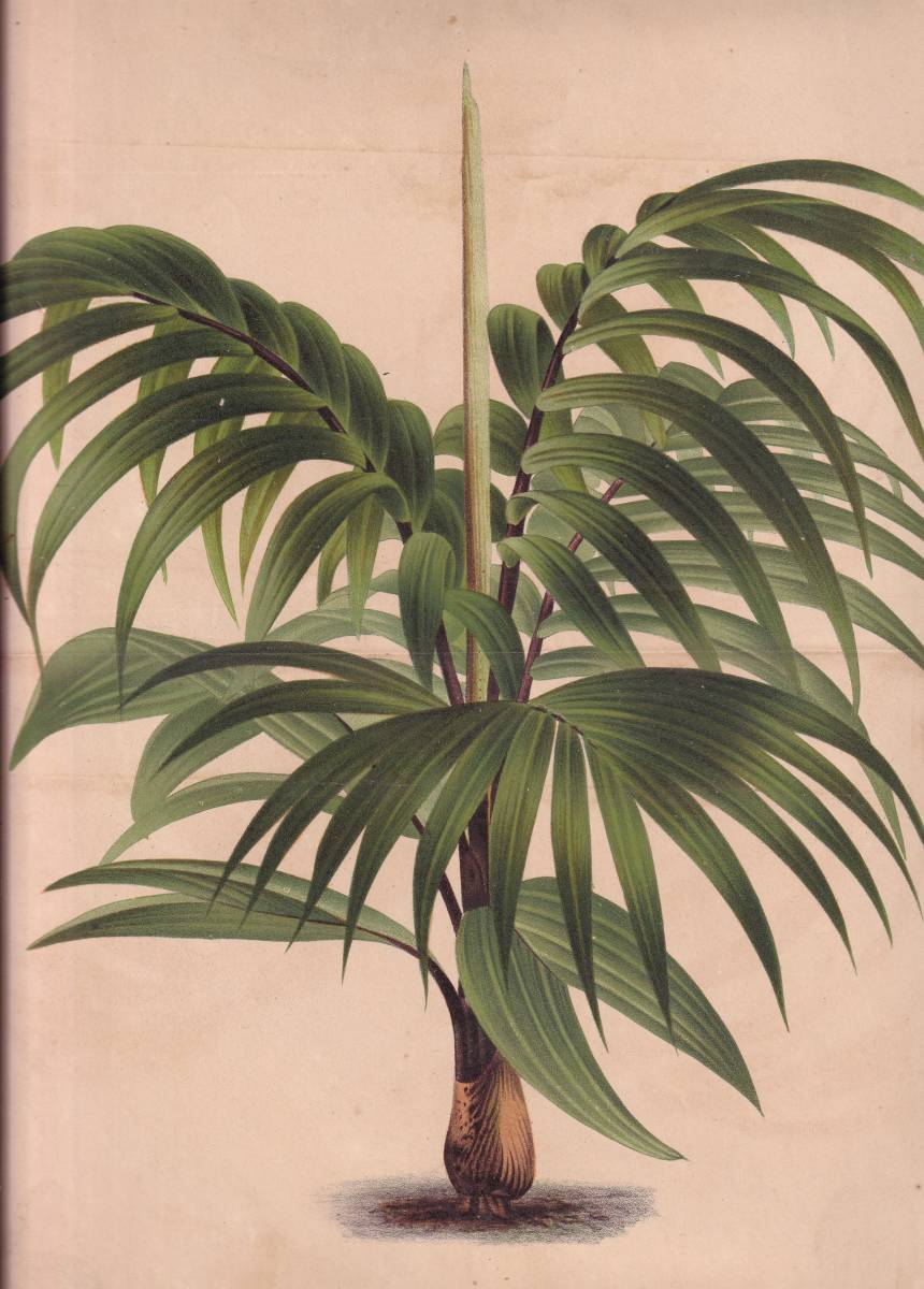 フランスアンティーク 博物画 植物画『CYPHOKENTIA ROBUSTA』 多色刷り石版画　ボタニカルアート