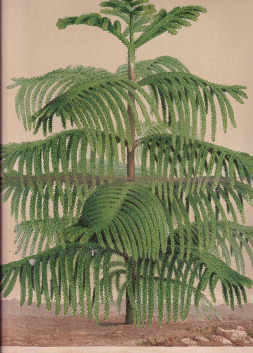 フランスアンティーク 博物画 植物画『ARAUCARIA　RULEI』 多色刷り石版画　ボタニカルアート