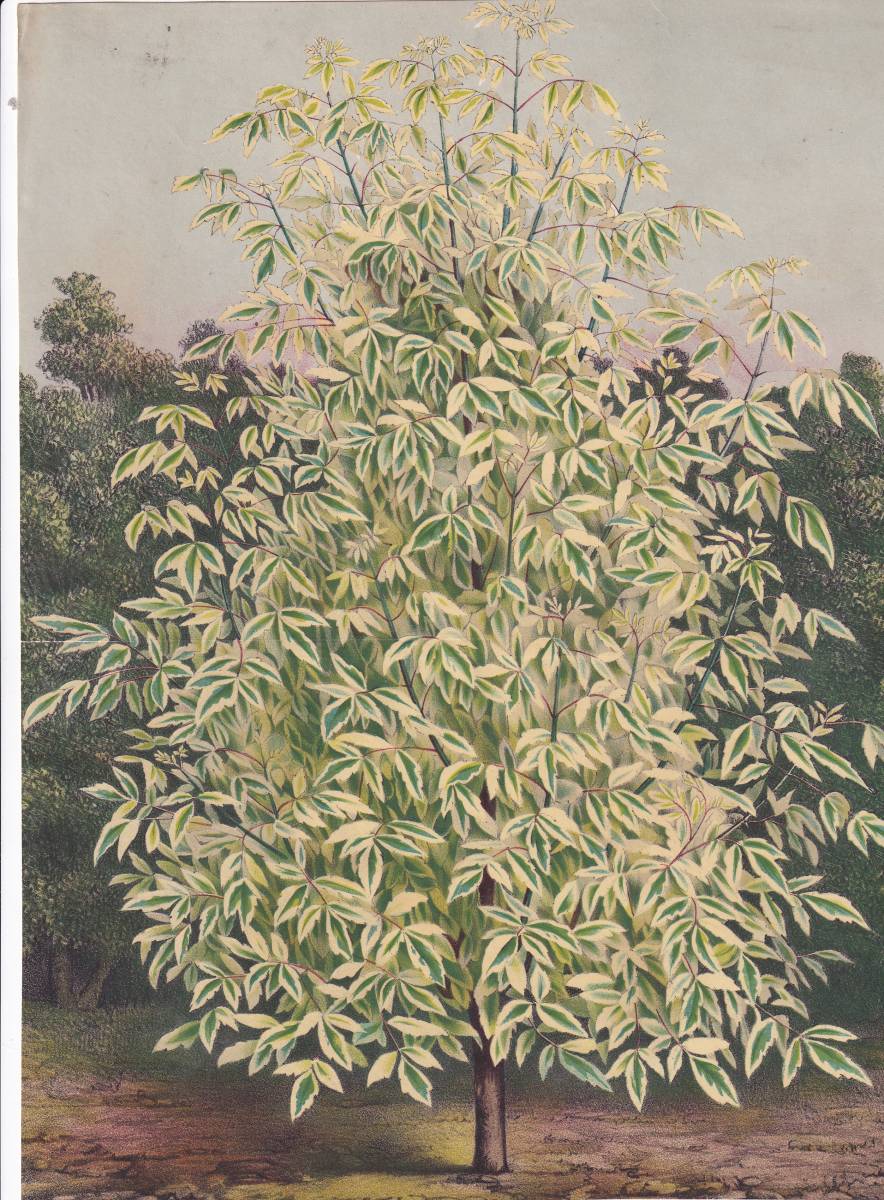 フランスアンティーク 博物画 植物画『※植物名記載なし　木　葉』 多色刷り石版画　ボタニカルアート_画像1