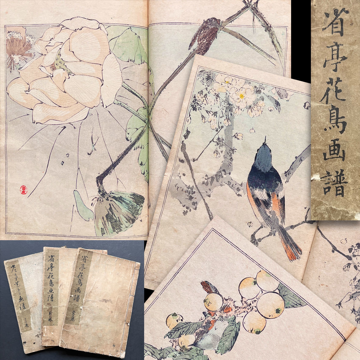 Yahoo!オークション - 渡邉省亭『省亭花鳥画譜』(全3冊揃)明治 Yahoo!オークション - 渡邉省亭『省亭花鳥画譜』(全3冊揃)明治