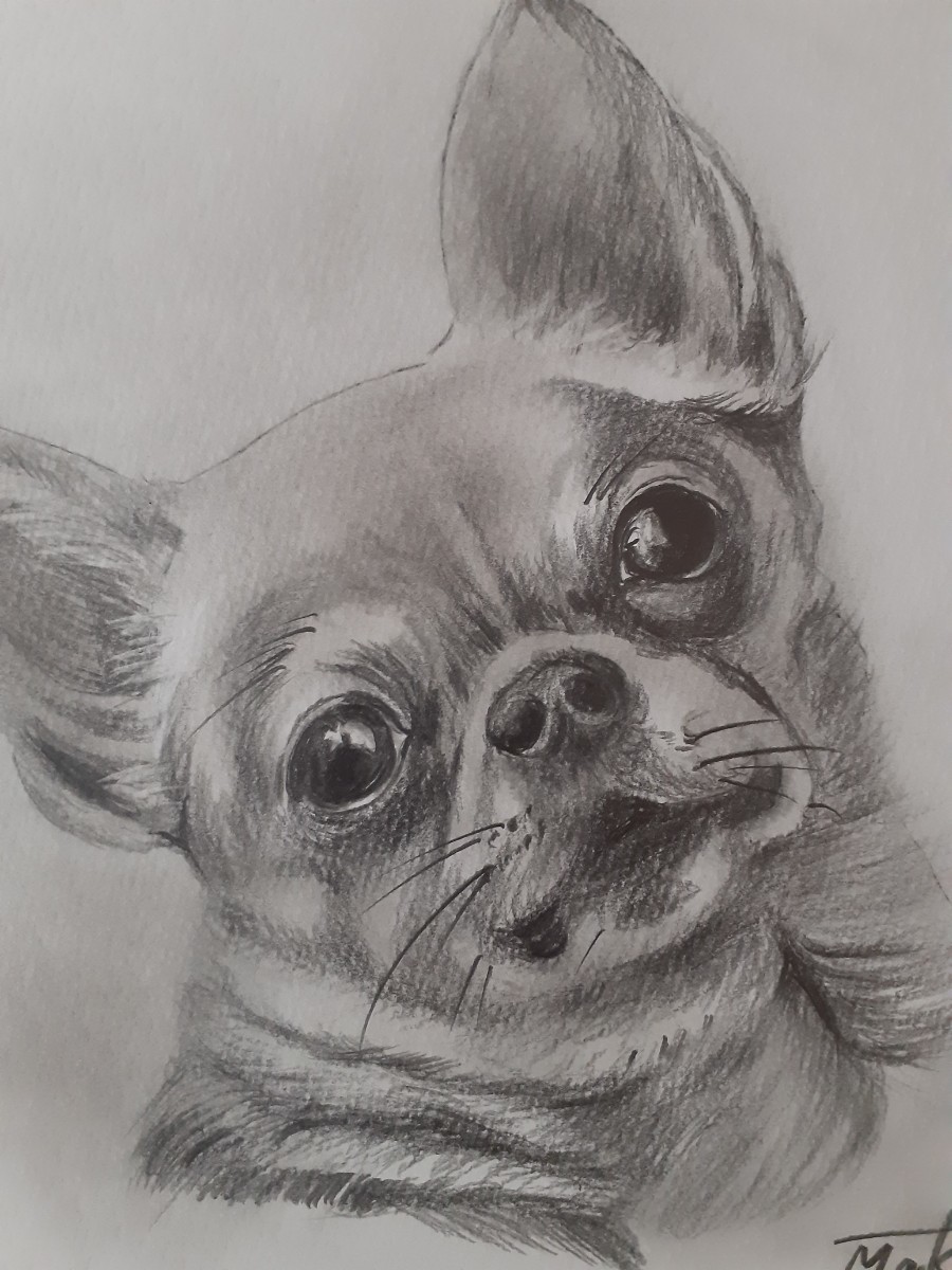  pencil sketch chihuahua 