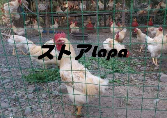  shop manager special selection low charcoal element steel wire animal protection net to licca ru net safety fencing net net house . guard birds and wild animals . prevention for animal protection material L744