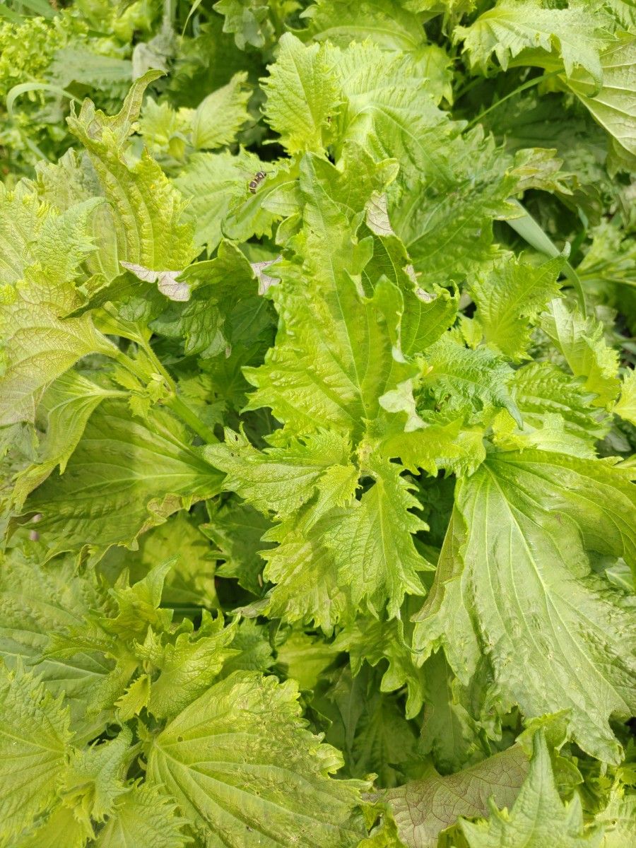 無農薬 新鮮野菜詰め合わせ 80サイズ 赤玉 サツマイモ 青紫蘇|PayPay