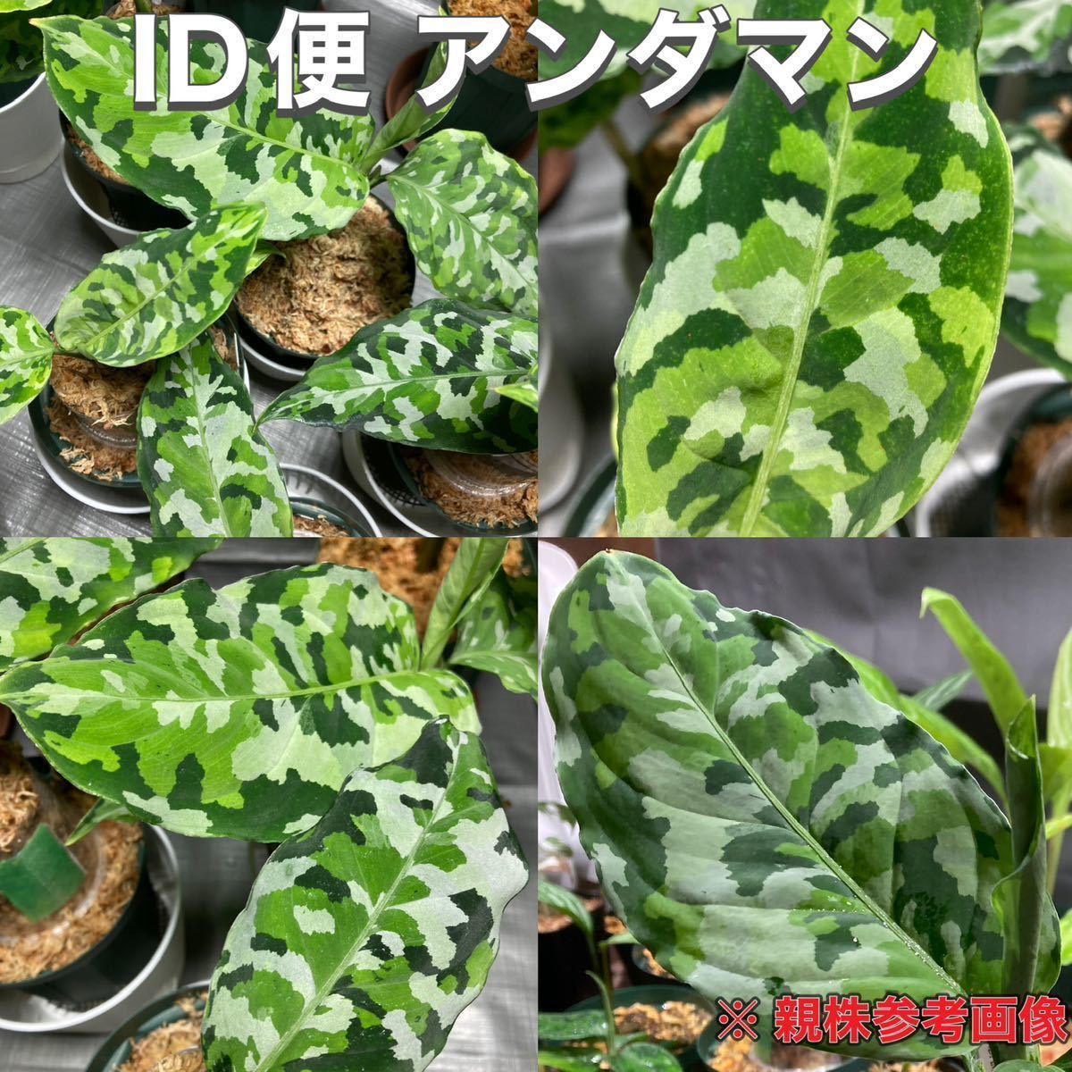 ID便 アグラオネマ ピクタム トリカラー アンダマン ナチュラ株の増殖 Aglaonema pictum tricolor ANDAMAN Port  Blair North ★369fol★