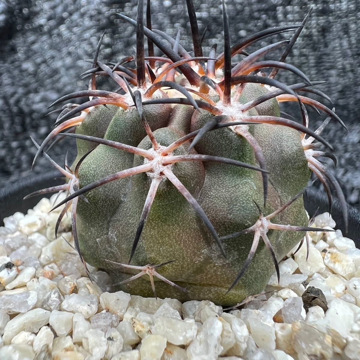 Copiapoa dura錦　実生_画像3