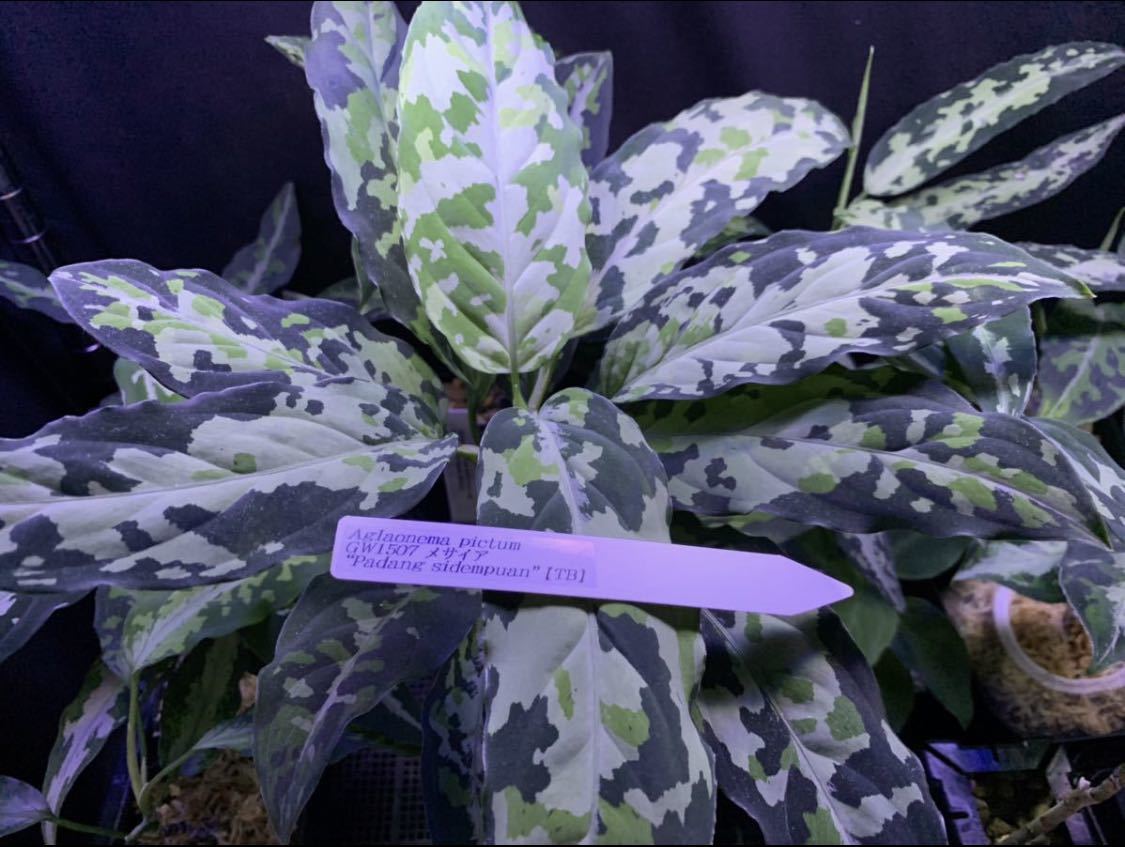 Aglaonema pictum GW1507 メサイア アグラオネマ | JChere雅虎拍卖代购