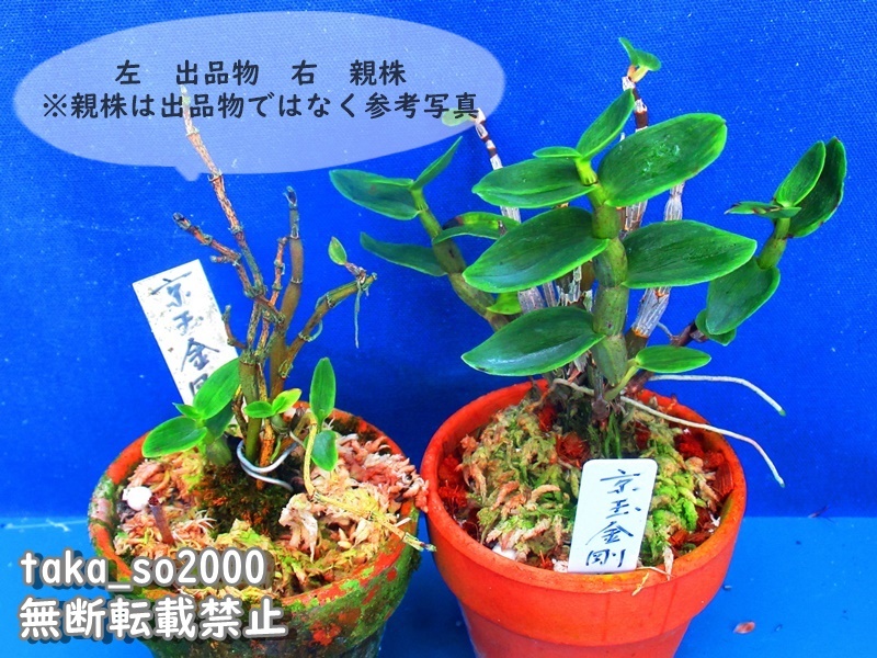 長生蘭;京玉金剛』 山野草東洋蘭富貴蘭長生蘭セッコクガーデニング