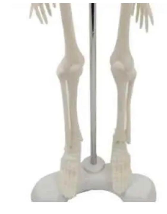 人体骨格模型　45cm 1/4 スケール_画像4