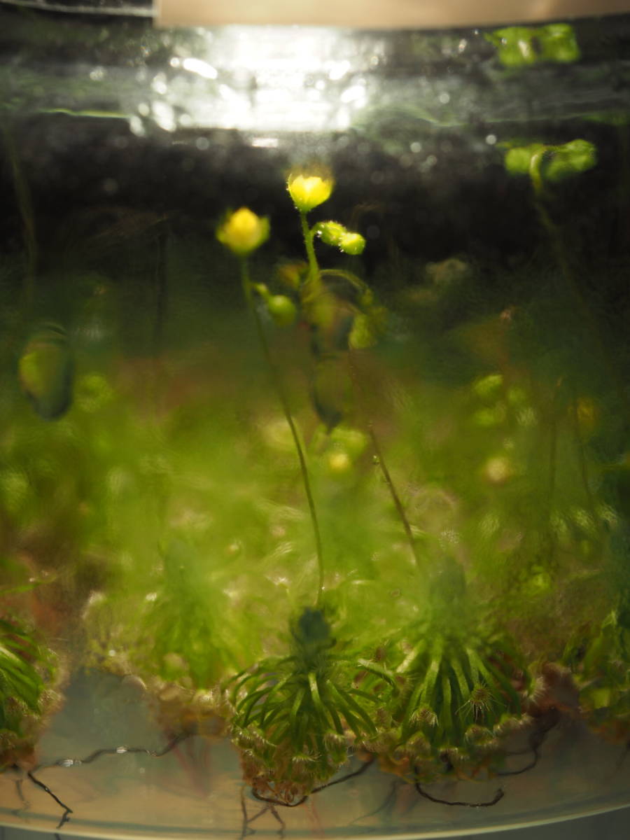 Drosera citrina 3株 ※説明欄要チェック フラスコ苗 食虫植物 モウセンゴケ ドロセラ_D. citrinaの特徴である黄色い花です。