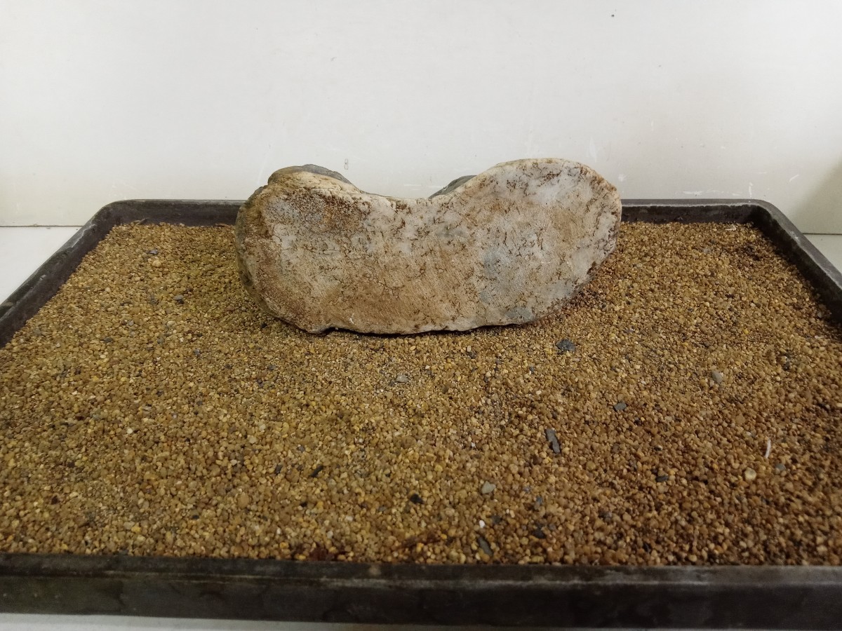  камень суйсеки Fuji река камень оценка камень натуральный камень бонсай камень 