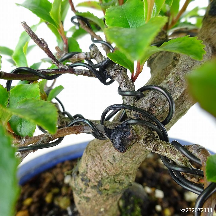 盆栽 姫榊 樹高 約17cm ひさかき Eurya japonica var. japonica ヒサカキ モッコク科 ヒサカキ属 常緑樹 観賞用 小品 現品_画像9