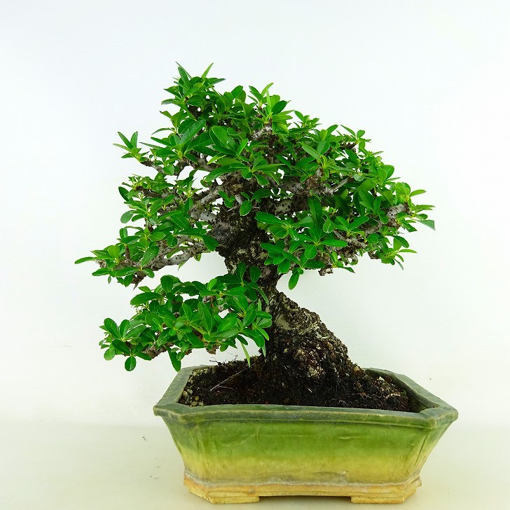 盆栽 ピラカンサ 樹高 約19cm Pyracantha バラ科 常緑樹 観賞用 小品 現品