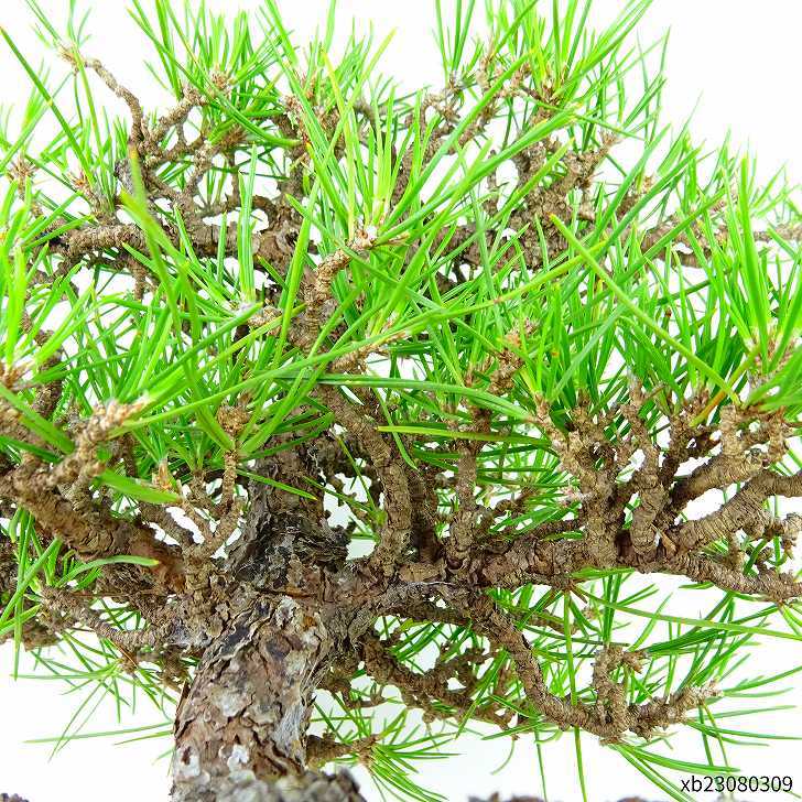 盆栽 松 黒松 樹高 約23cm くろまつ Pinus thunbergii クロマツ マツ科 常緑針葉樹 観賞用 現品_画像6