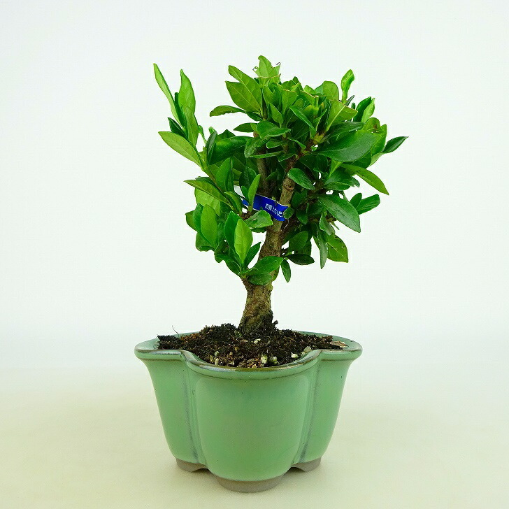 盆栽 梔子 樹高 約9~11cm くちなし Gardenia jasminoides クチナシ