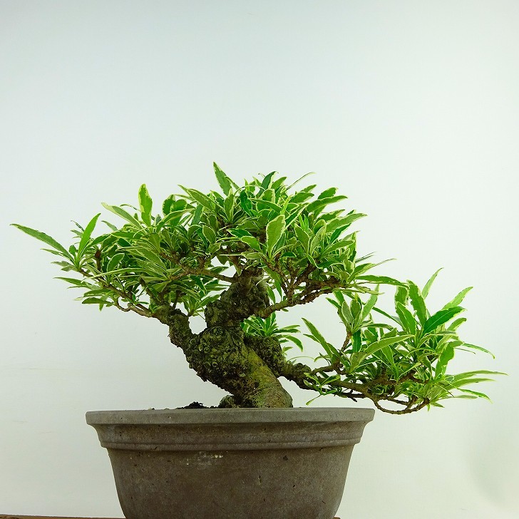 盆栽梔子樹高約16cm くちなしGardenia jasmin | JChere雅虎拍卖代购