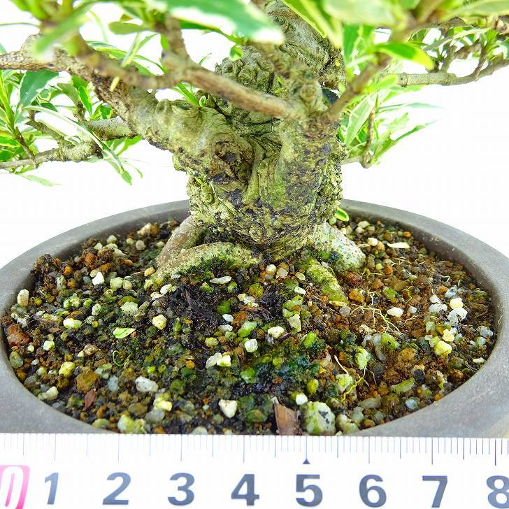 盆栽 梔子 樹高 約16cm くちなし Gardenia jasminoides クチナシ