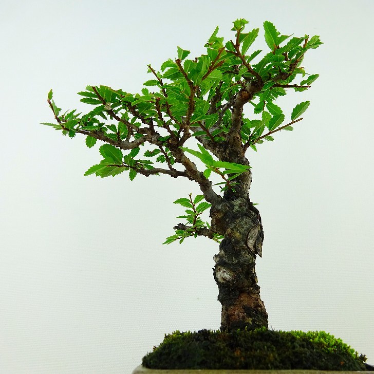  бонсай вяз дзельква высота дерева примерно 19cm ильм дзельква Ulmus parvifolianirekeyaki. лист nire. листопадные растения .. для маленький товар на данный момент товар 