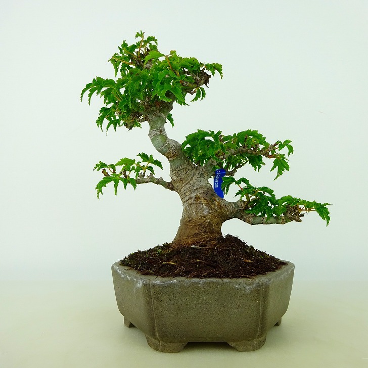 盆栽紅葉獅子頭樹高約16cm もみじ高級盆栽Acer palmatum モミジカエデ