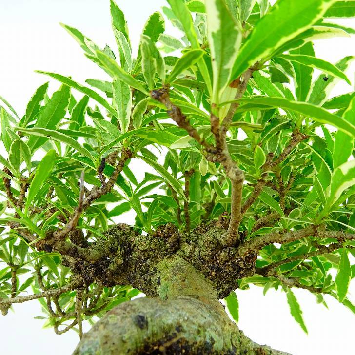 盆栽 梔子 樹高 約18cm くちなし Gardenia jasminoides クチナシ