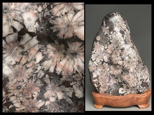 Yahoo!オークション - s870 菊花石 台付 重量約10.5kg 鑑賞石 天然石...