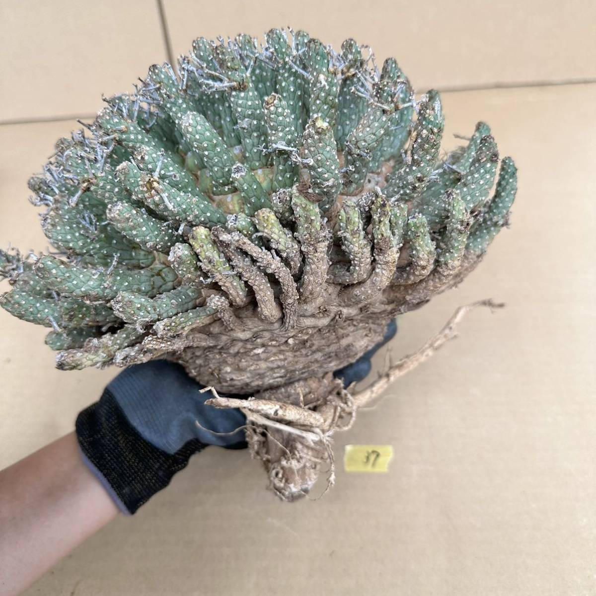 Yahoo!オークション - 37 Euphorbia fusca / ユーフォルビア Yahoo!オークション - 37 Euphorbia fusca / ユーフォルビア