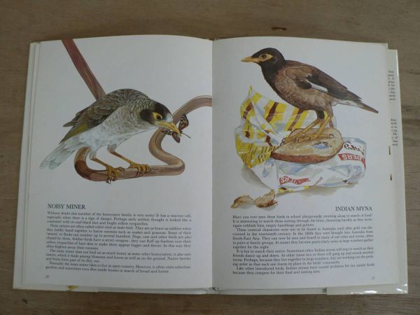 s иностранная книга Австралия The Gould League Book of Australian Birds / Golden Press 1981 год / птица иллюстрации иллюстрация 