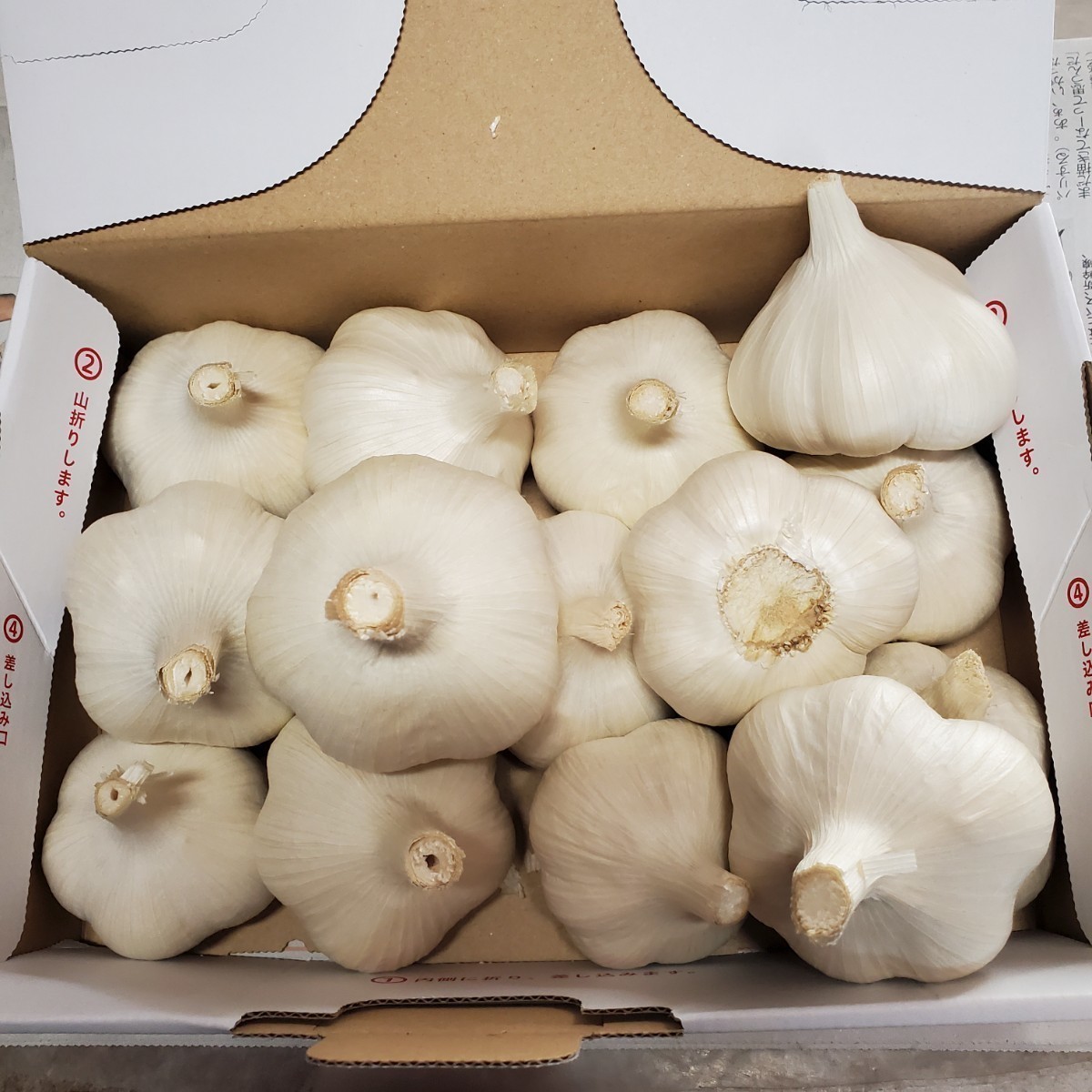 A品質、種可】令和5年度 青森県産 Lサイズ 1kg にんにく福地ホワイト